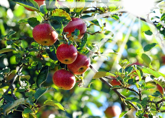 Beskärning fruktträd äppleträd Värmdö