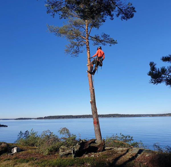 Arborist Trädfällare Värmdö