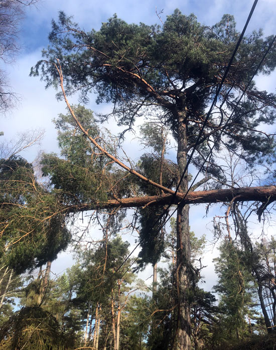 Stormfällning träd Värmdö arborist trädfällare